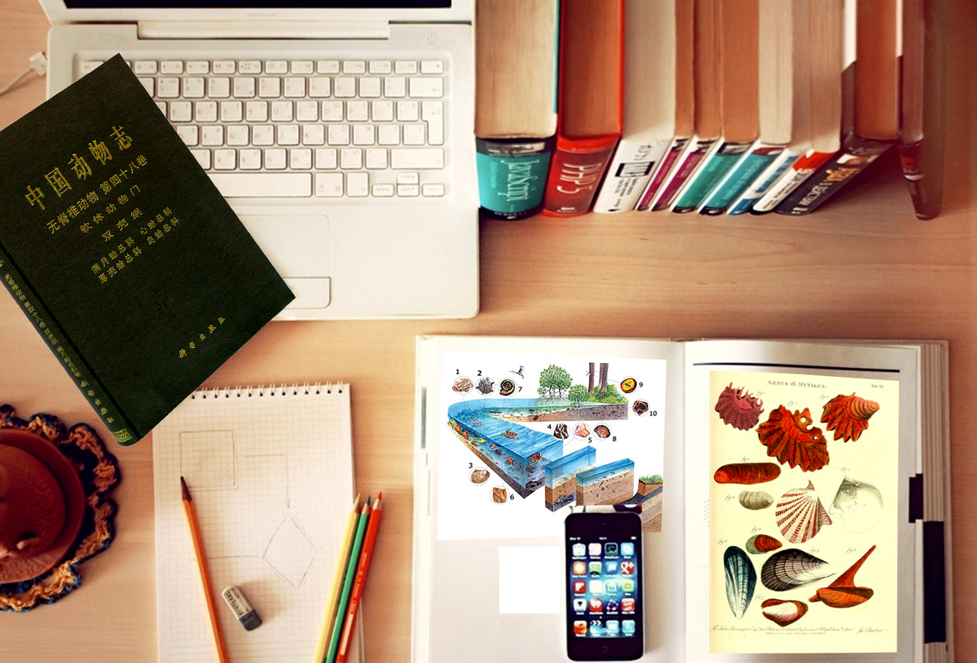 海边贝类种类,各种贝类的名称