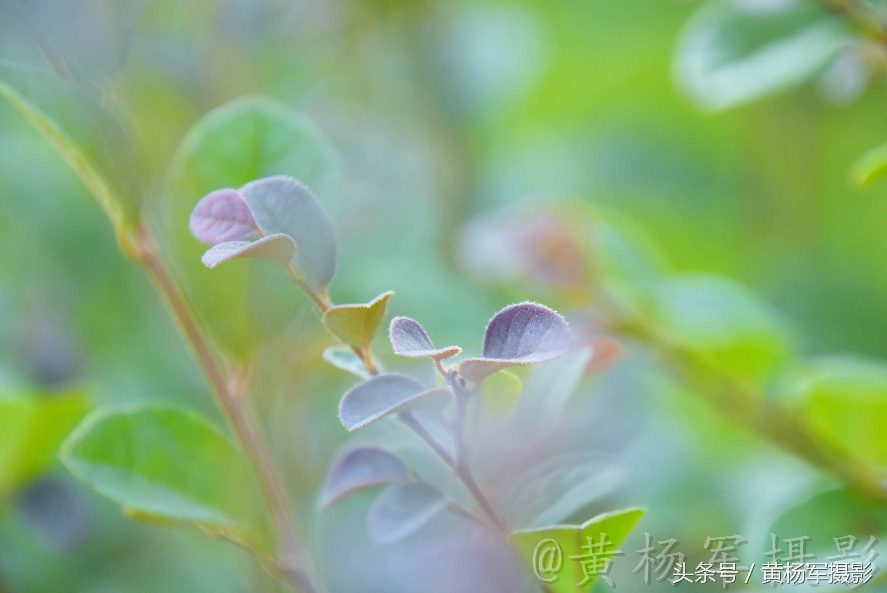 遇见·红花继木·的美