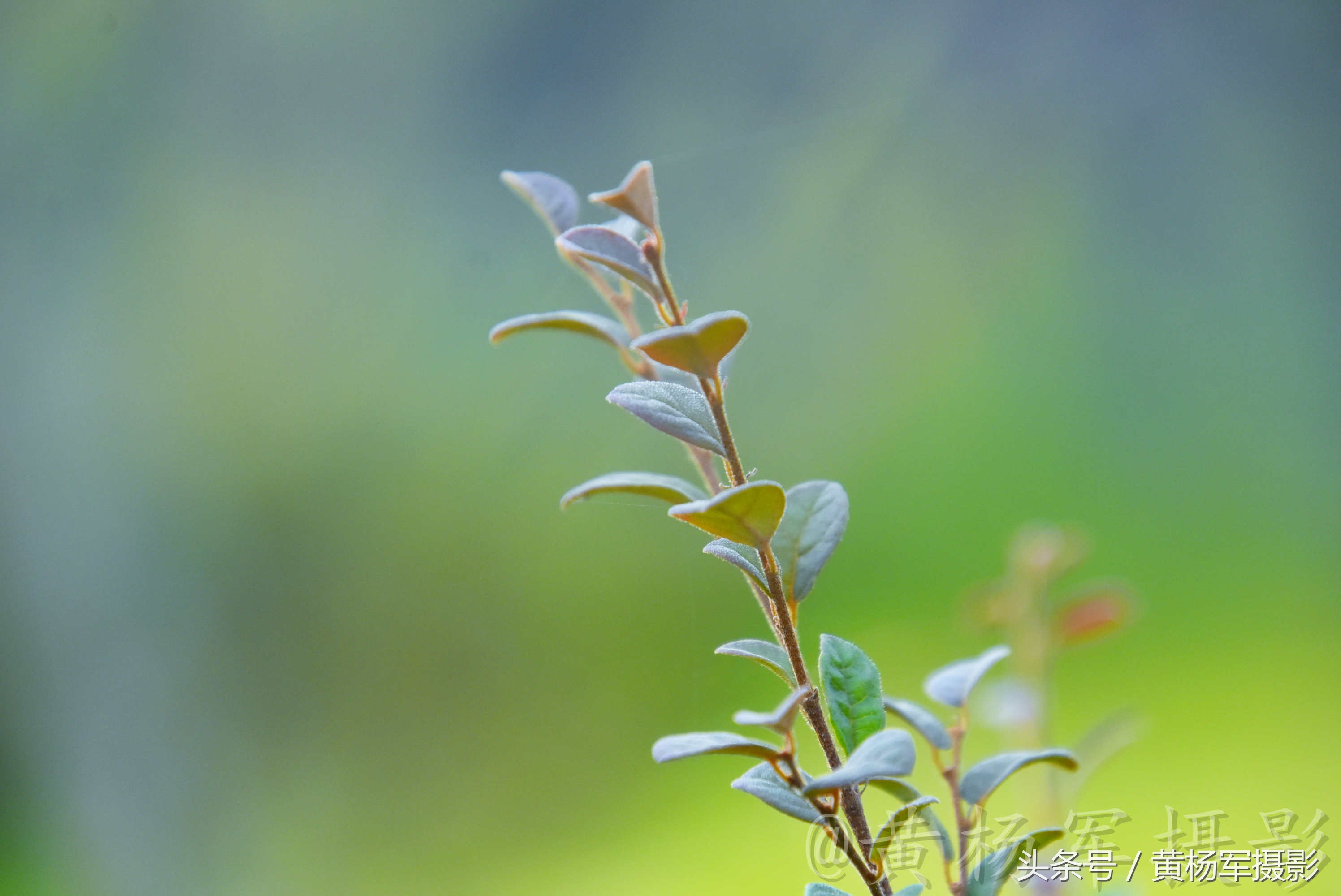 遇见·红花继木·的美