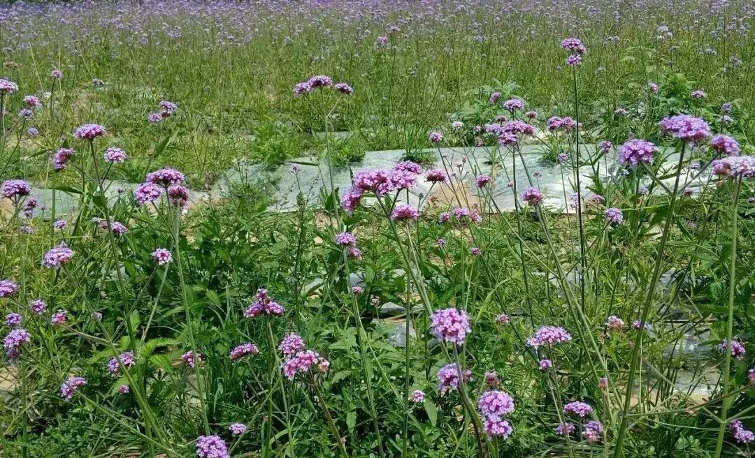 北京周边好玩的休闲生态农场推荐,北京近郊休闲生态农场有哪些地方