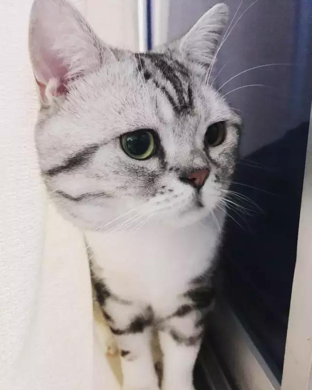 猫猫为了猫薄荷可以有多疯狂,记录猫咪吸猫薄荷日常