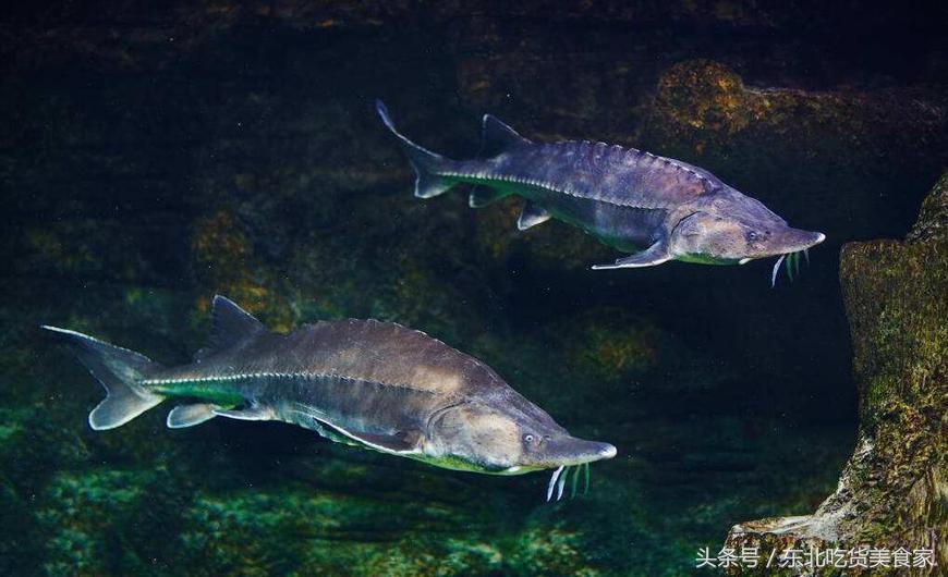 东北十大冷水鱼品种,东北的冷水鱼有什么特点