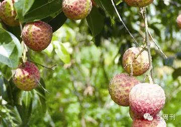 海南特有木材有哪些,海南有哪些珍贵木材