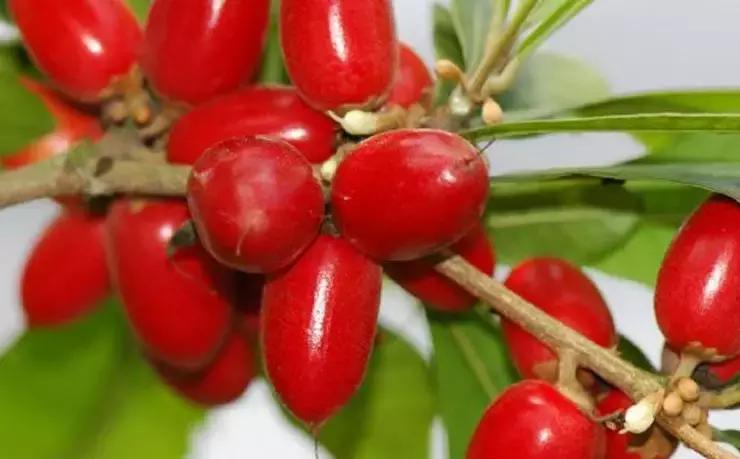 那些奇葩水果,哪些奇特的水果你吃过几种