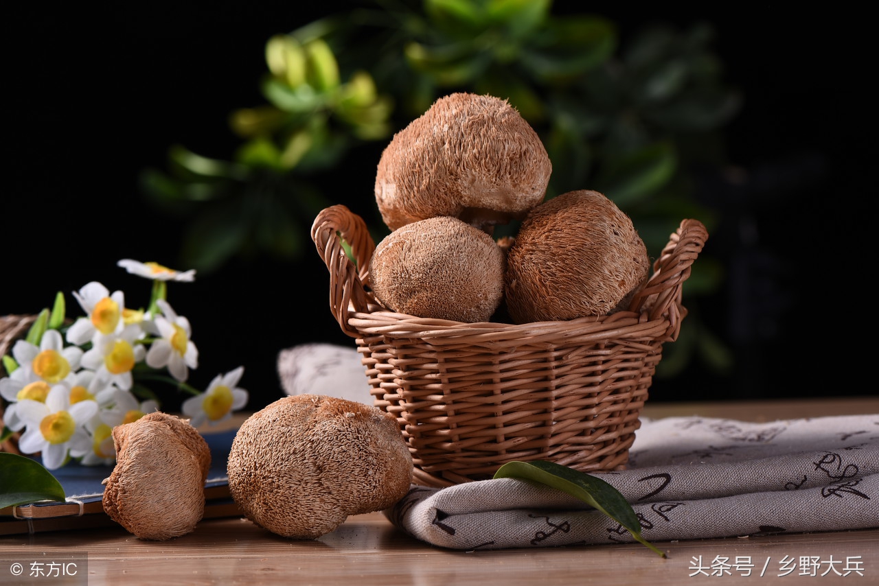 北方的深山老林中的神奇植物，貌似猴头，营养丰富也能治疗癌症