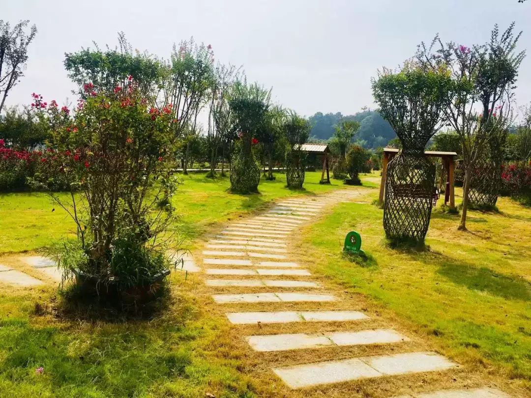 惊喜！8月24日黄姚花海景区免费入园了，这些“仙境”你舍得错过吗？