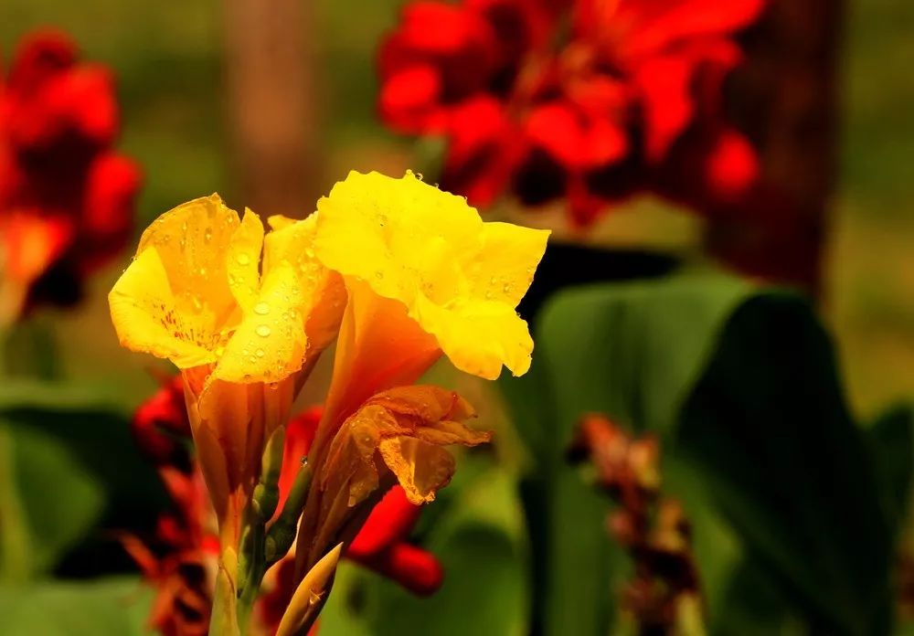 惊喜！8月24日黄姚花海景区免费入园了，这些“仙境”你舍得错过吗？