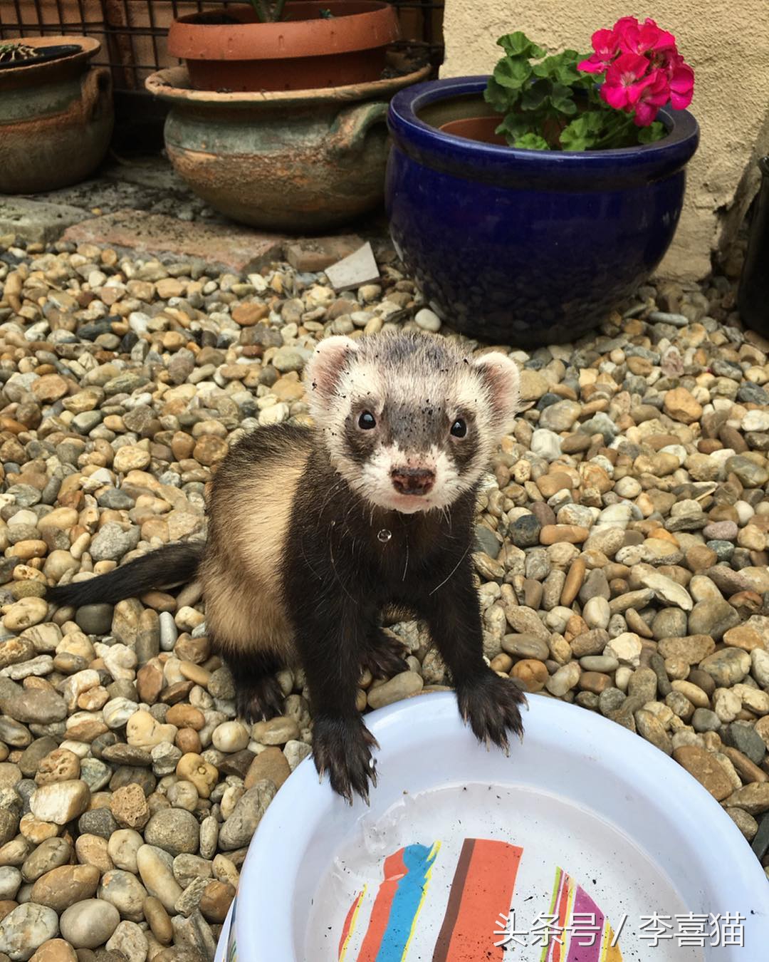 什么貂适合宠物猫咪,宠物貂跟猫咪