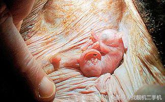 袋鼠袋子里是什么样的,袋鼠在妈妈袋子里的成长过程