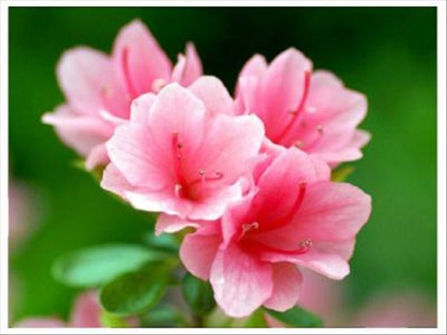 杜鹃花根茎腐烂是怎么回事,杜鹃花根部生虫怎么治