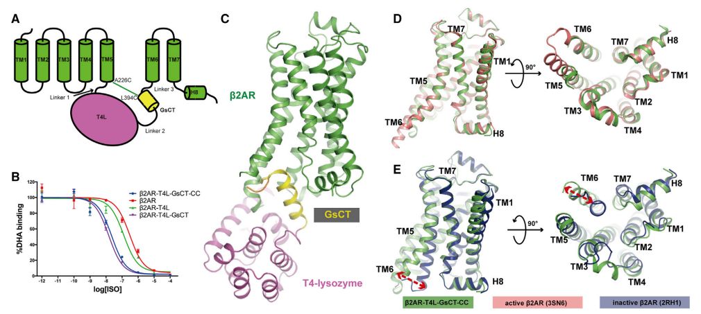 冷冻电镜最新研究,冷冻电镜研究成果涌现