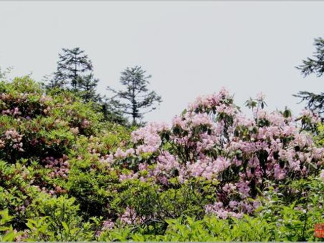 杜鹃花被冻蔫了怎么救活,杜鹃花出现各种状况时怎么办