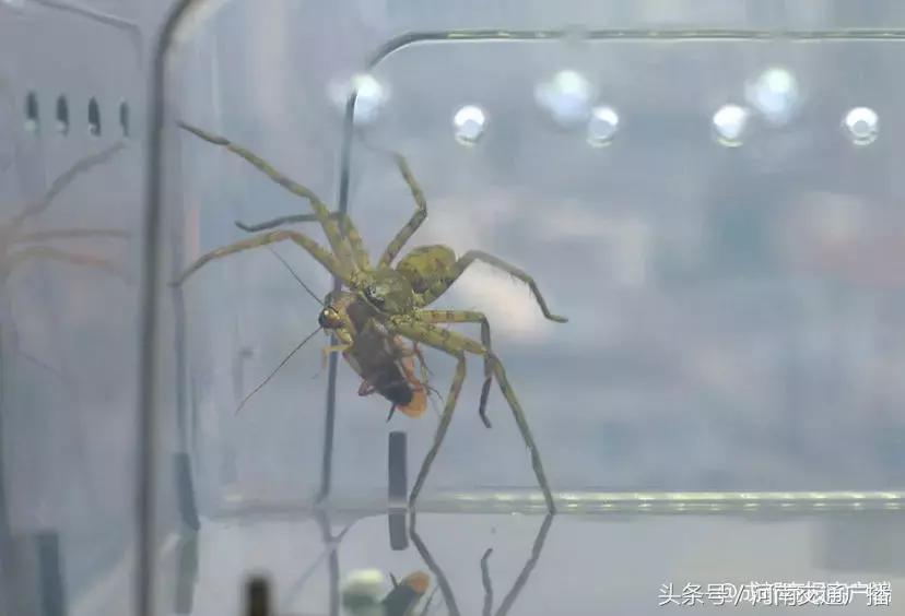 养蜘蛛能除蟑螂吗,蜘蛛能灭蟑螂吗