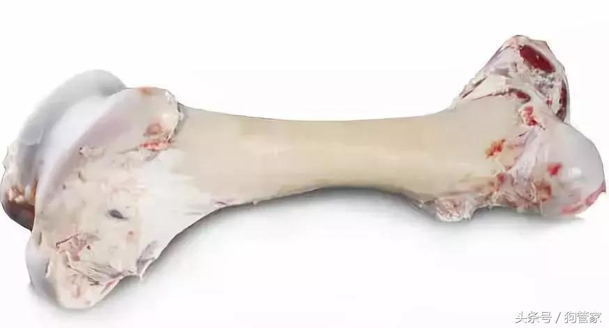 狗吃骨头有什么说法,狗吃鸡骨头得软骨病是真的吗