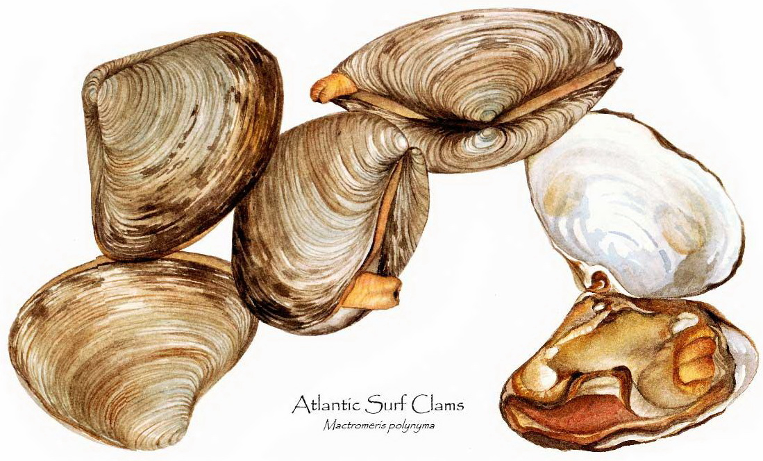 海边贝类种类,各种贝类的名称