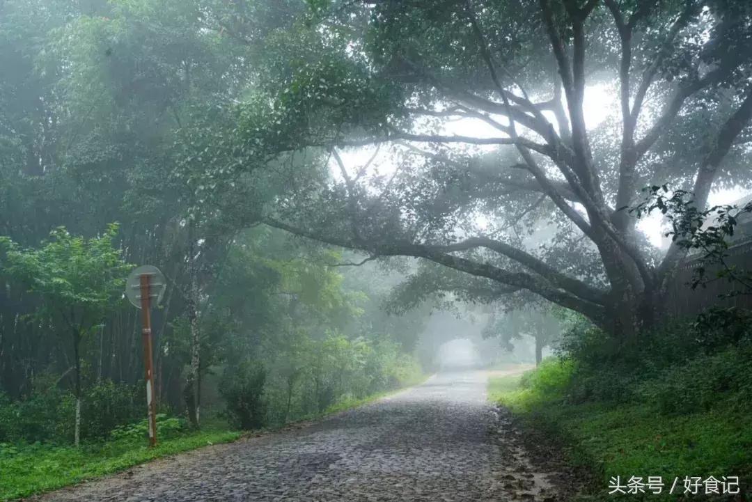 景迈有哪些寨子茶最贵,景迈山有村寨茶吗