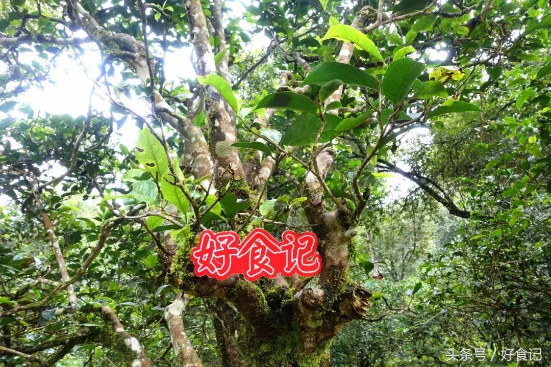 景迈有哪些寨子茶最贵,景迈山有村寨茶吗