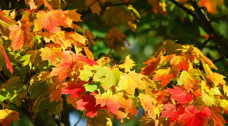 纳兰词十首最好的词的注解,最深情的一首纳兰词