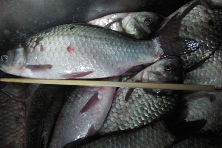 为什么黑坑钓鱼这么难,3月黑坑鲤鱼为什么那么难钓