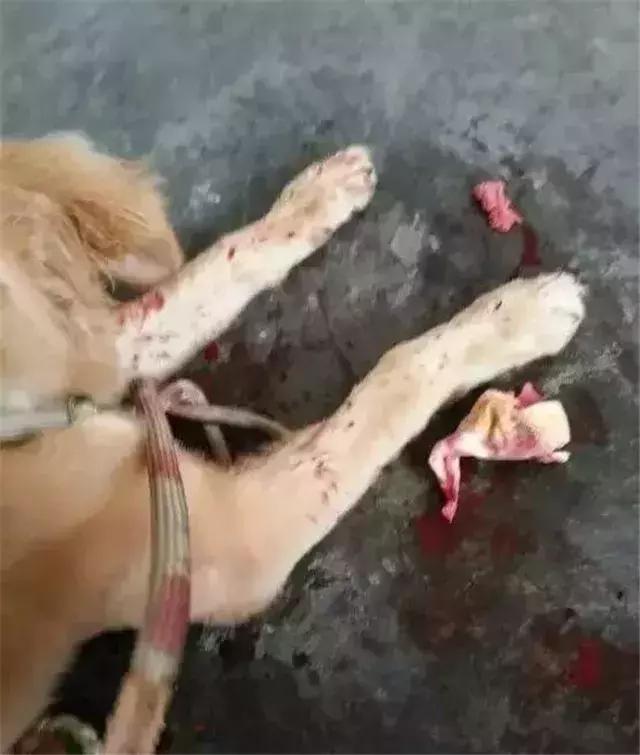 狗食物中毒肾衰竭,狗肾衰竭放弃治疗能活多久