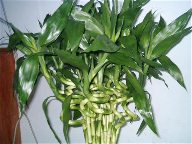 富贵竹黄叶烂根怎么解决,富贵竹黄叶怎么补救最佳方法