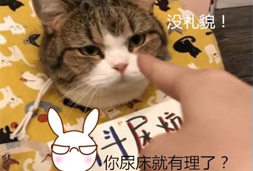 猫咪尿床被发现了应该怎么教育,猫咪尿床最有效的解决方法