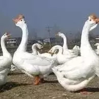 江西红烧老鹅做法,红烧腌制老鹅