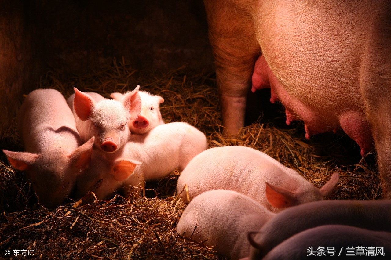 以前的怪物是什么样的,以前的怪物是啥