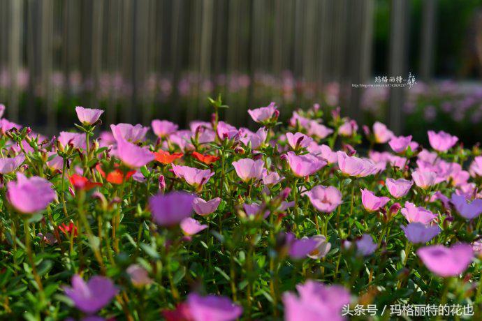开满鲜花的小路教学设计一等奖,园丁培植万朵花