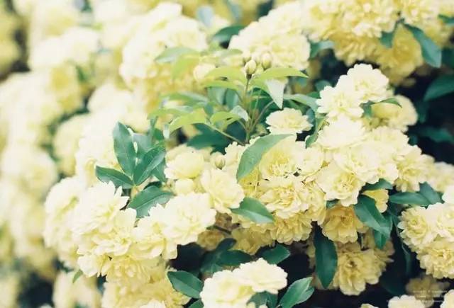 一生以花为伴,以花为伴虚度光阴