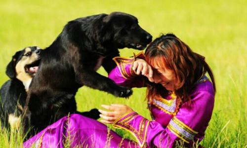 狗狗喜欢扑人怎么办如何训练狗,狗狗喜欢扑人解决方法