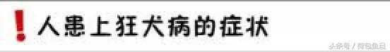 猫抓伤要打狂犬病疫苗吗,被猫抓伤咬伤会生病吗