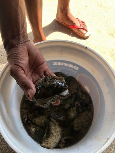 菲律宾自由行住宿雾岛,菲律宾薄荷岛宿务自由行