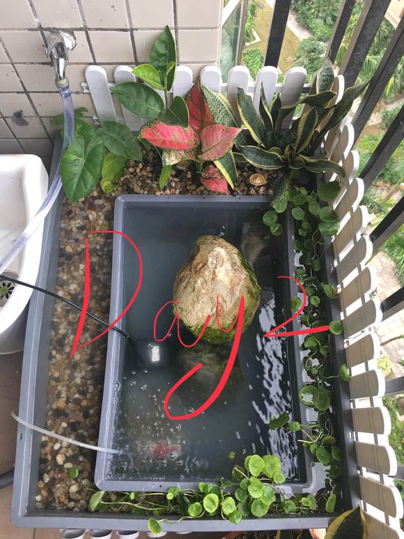 龟缸沼泽过滤系统视频,龟池沼泽过滤