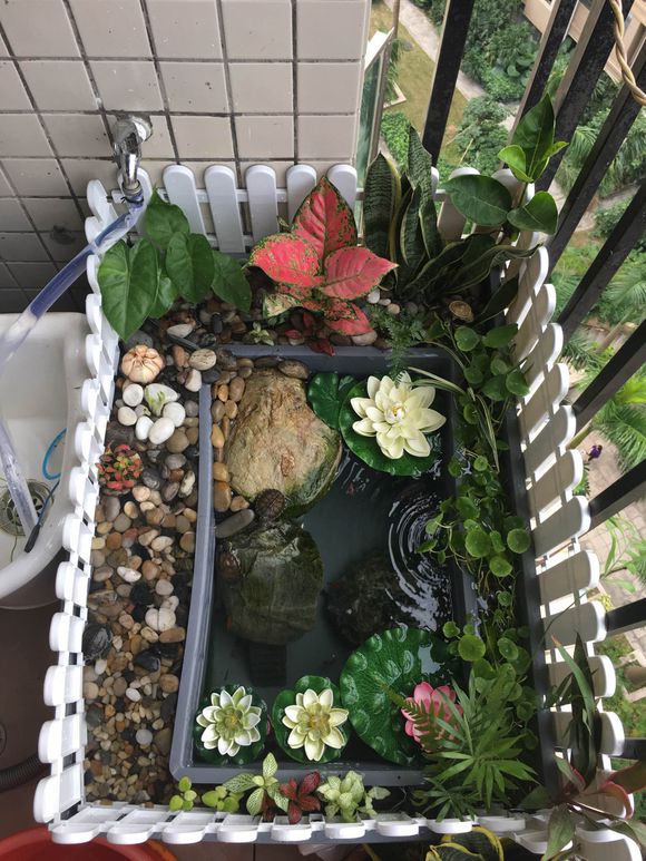 龟缸沼泽过滤系统视频,龟池沼泽过滤