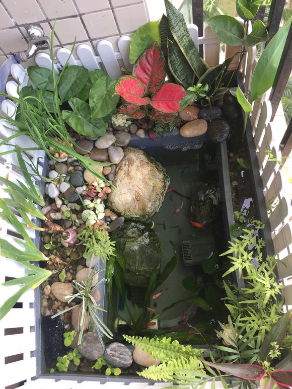 「龟龟环境篇」沼泽过滤(bogfilter):一种原生态水处理技术