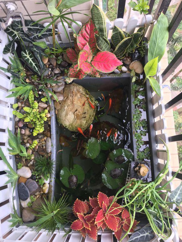 「龟龟环境篇」沼泽过滤(bogfilter):一种原生态水处理技术