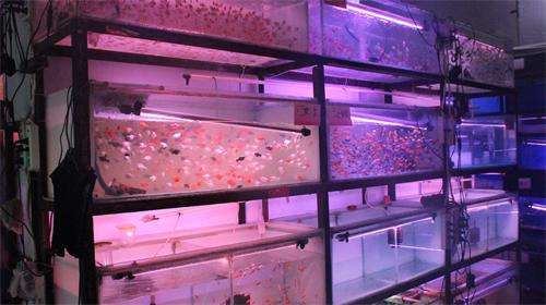 好养的小型观赏鱼养鱼老道,养鱼老道观赏鱼出问题自查