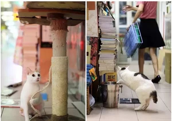 书店街卖的猫,书店猫