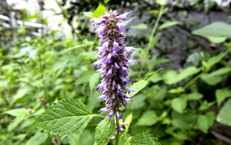 中医说暑天祛湿喝什么,立秋后祛湿的食物有哪些