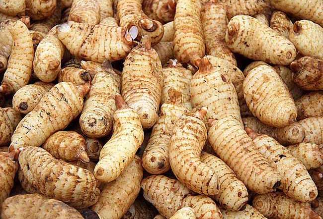 天麻产地批发价格,贵州野生天麻产地