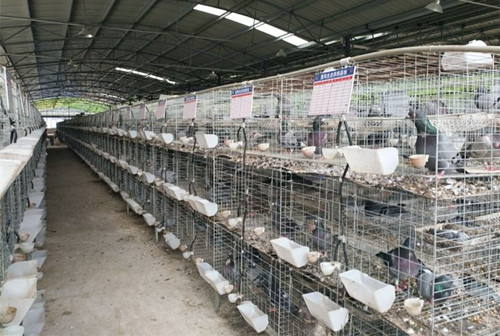 鸽子孵化老是死掉怎么回事,鸽子几个月停止生长