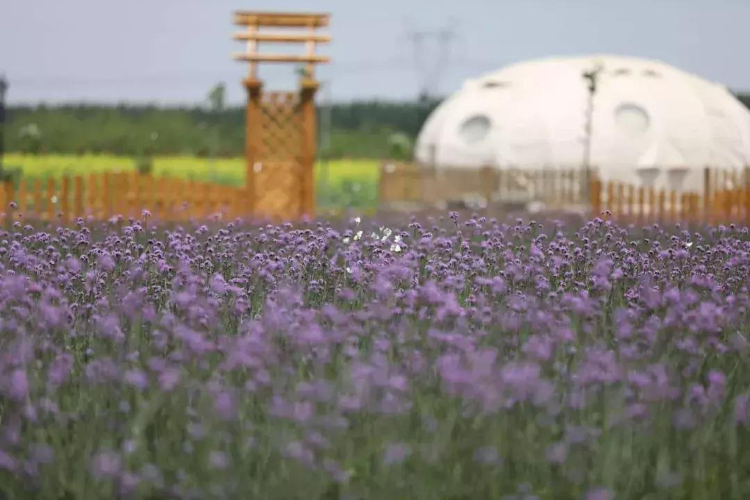 中秋的迷笛音乐会,沧州迷笛全部歌曲