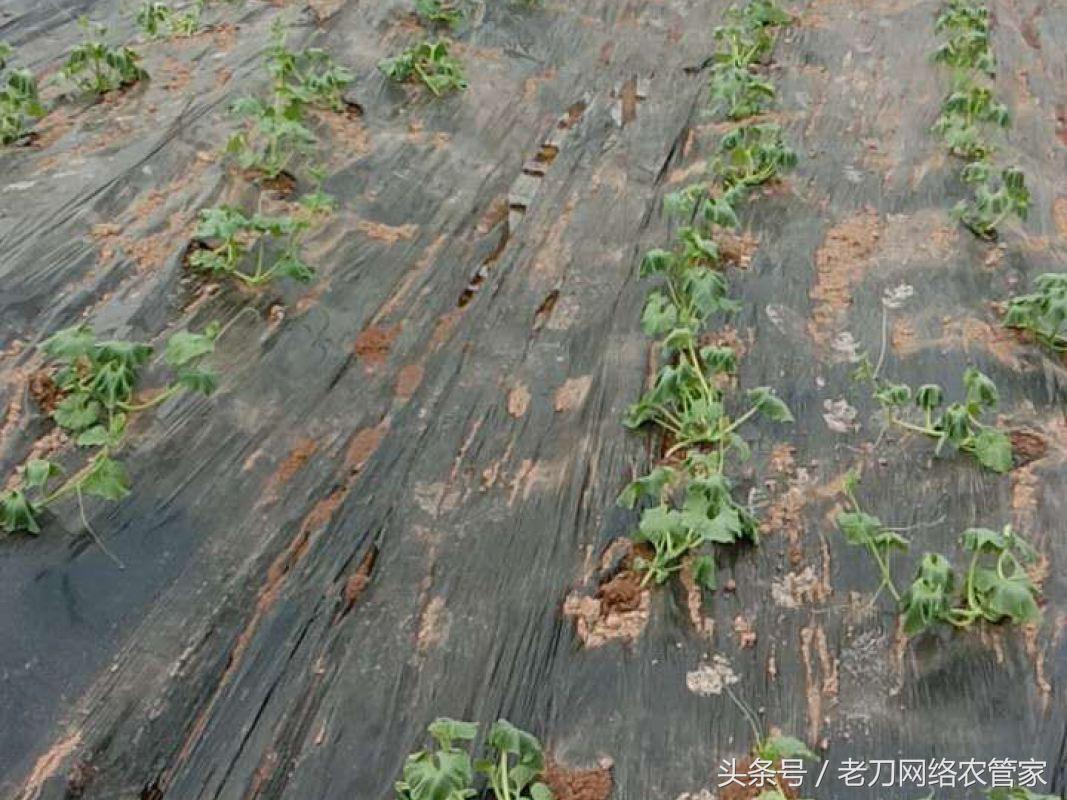 天气高温瓜苗萎蔫了怎么办,瓜秧出太阳打蔫怎么办