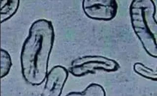 珍珠棉和玻璃纤维棉的区别,丝光棉是天然棉吗