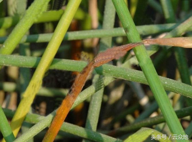 马蹄枯杆病怎么防治?,马蹄死苗是什么病怎样防治