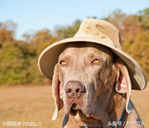 正宗安顺人极少人答出我没答完