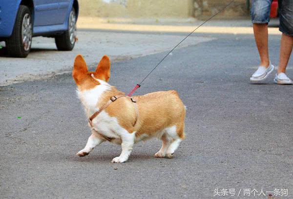 小柯基总是乱叫怎么办,小柯基总爱生病怎么办