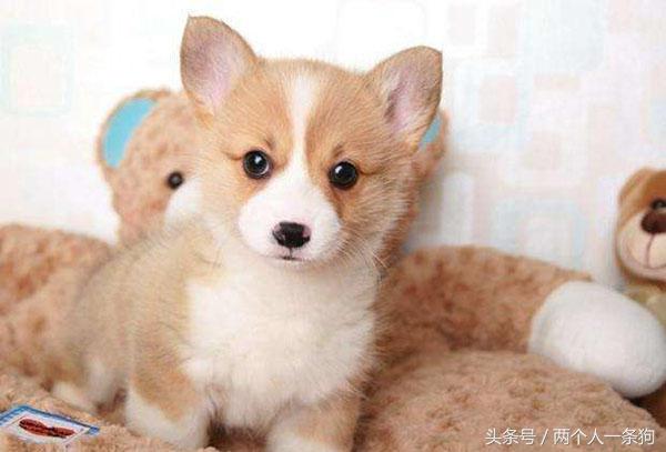 养宠小知识6个月柯基掉毛怎么办,掌握以下六要素养出健康的柯基犬