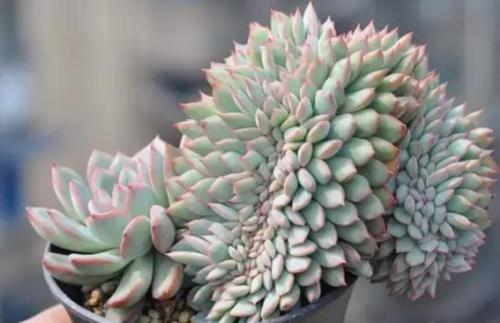 多肉植物的变异,多肉变异的样子